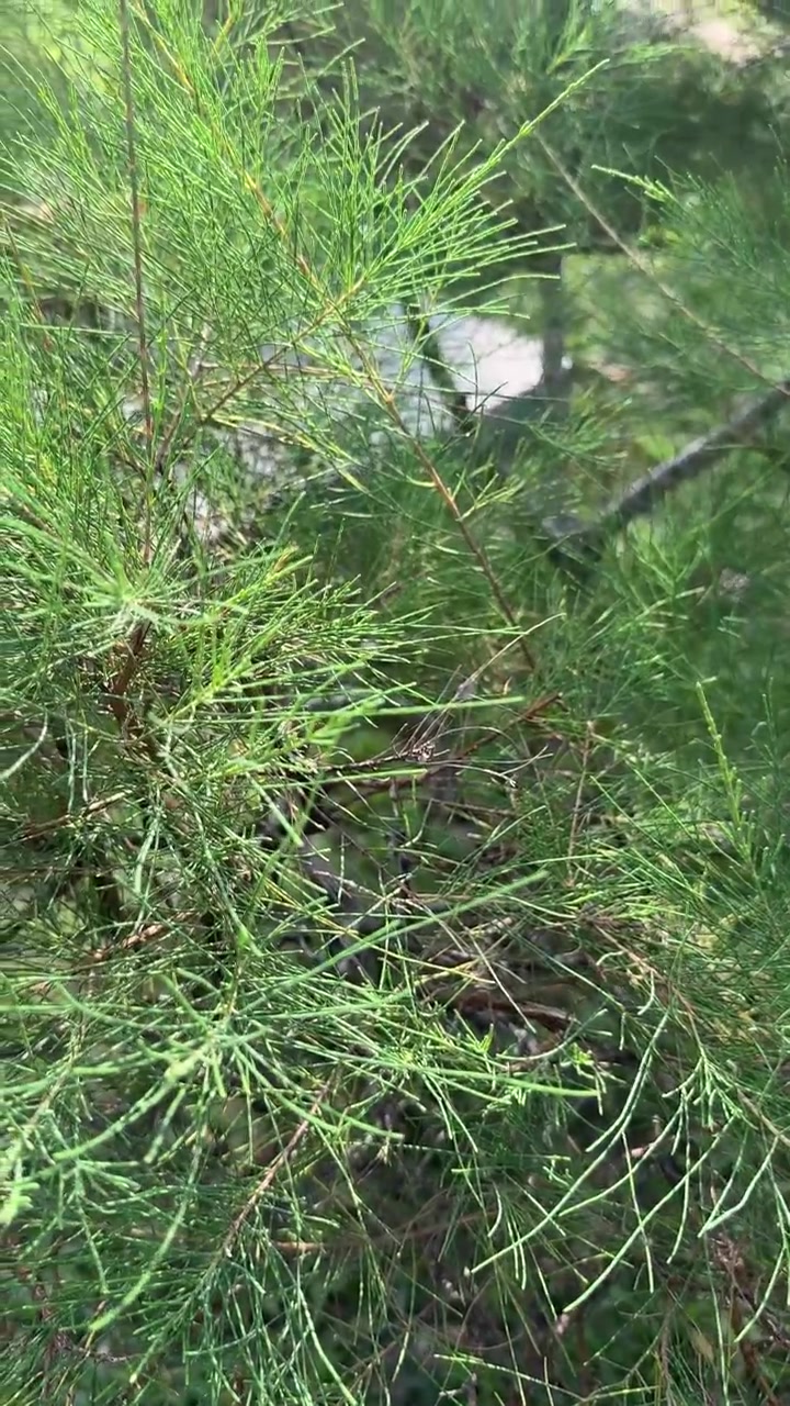 Primo piano di aghi di pino verdi che ondeggiano al vento