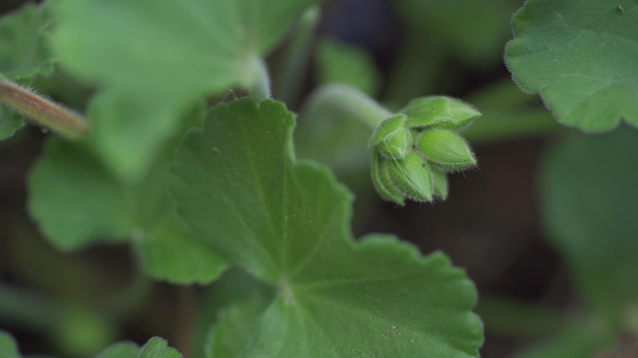 foto macro de una planta de jardín con un capullo de flores a punto de florecer