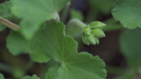 macro shot of garden plant with flower bud about to bloom