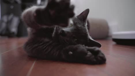 Male-Russian-Blue-cat-stretching-on-a-floor,-rolling-on-his-back-and-showing-off-his-claws