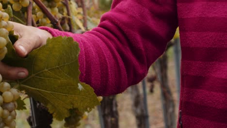 Persona-Caucásica-Demuestra-Cosecha-Manual-De-Uva-Usando-Tijeras-Rojas-En-Viñedo