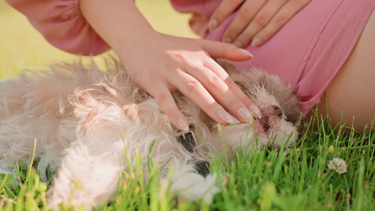 Woman Petting Puppy, Woman Gently Massaging Fluffy Puppy Outdoors, Intimate Scene Of Woman Caring For Small Puppy Outside, Closeup Shot Capturing Woman Soothing Tiny Puppy In Sunlit Meadow
