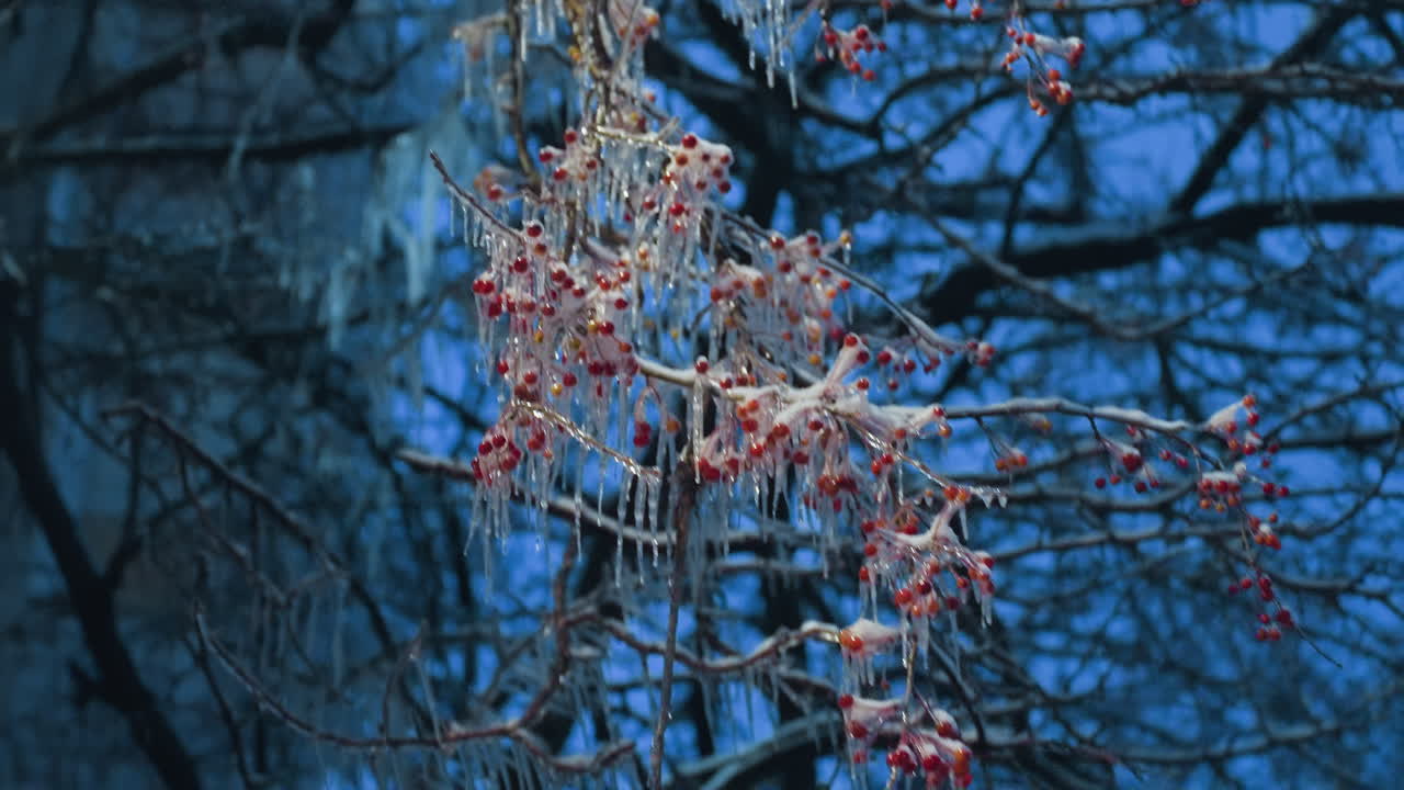 나무 가지에 얼음과 얼음으로 인 활기찬 은 열매의 클로즈업, 밝은 파란 겨울 하늘을 배경으로 자연의 얼어붙은 아름다움을 포착합니다.