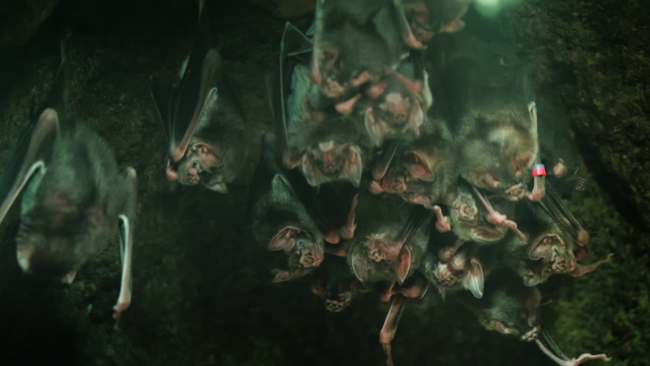 большая группа летучих мышей-вампиров в пещере