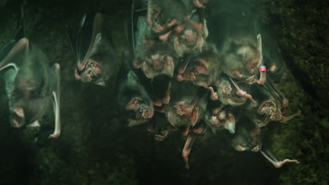 gran grupo de murciélagos vampiros en una cueva