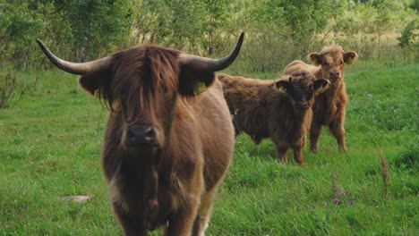 Hochlandrinder-Sind-Auf-Der-Wiese