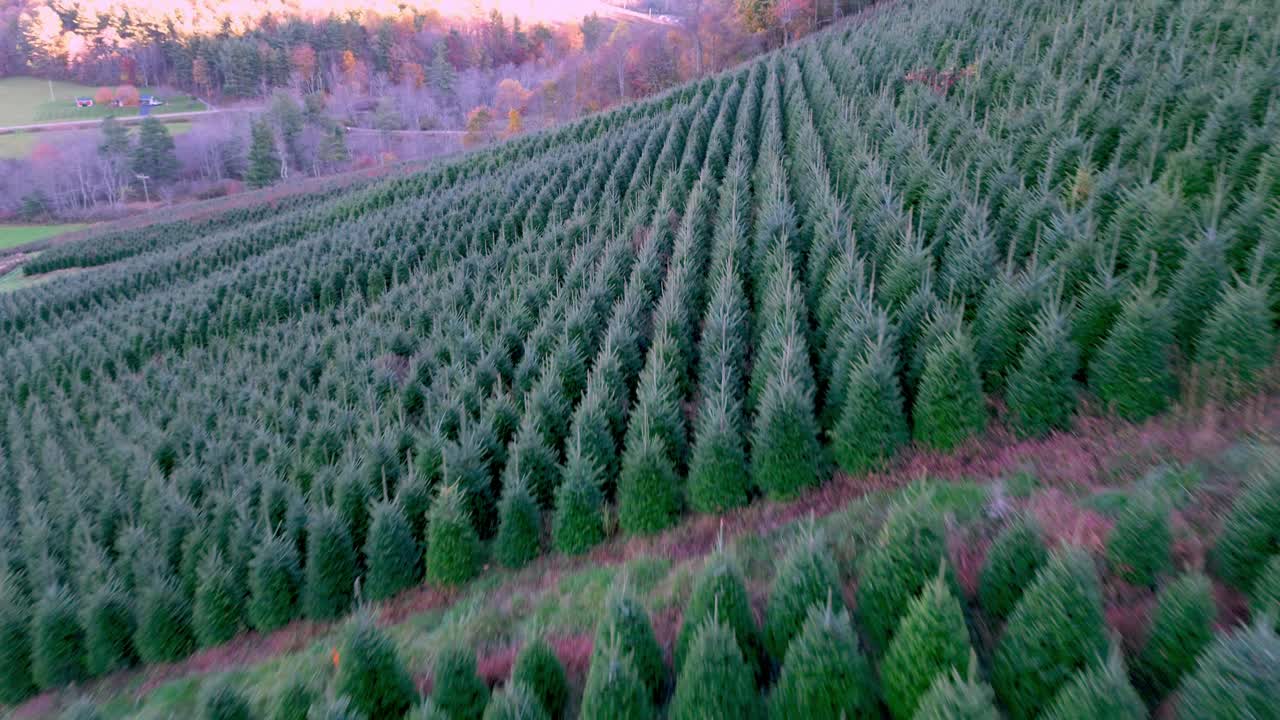 노스캐롤라이나 애쉬 카운티의 크리스마스 트리 농장에서 프레이저 전나무 크리스마스 트리 위로 공중 풀 아웃