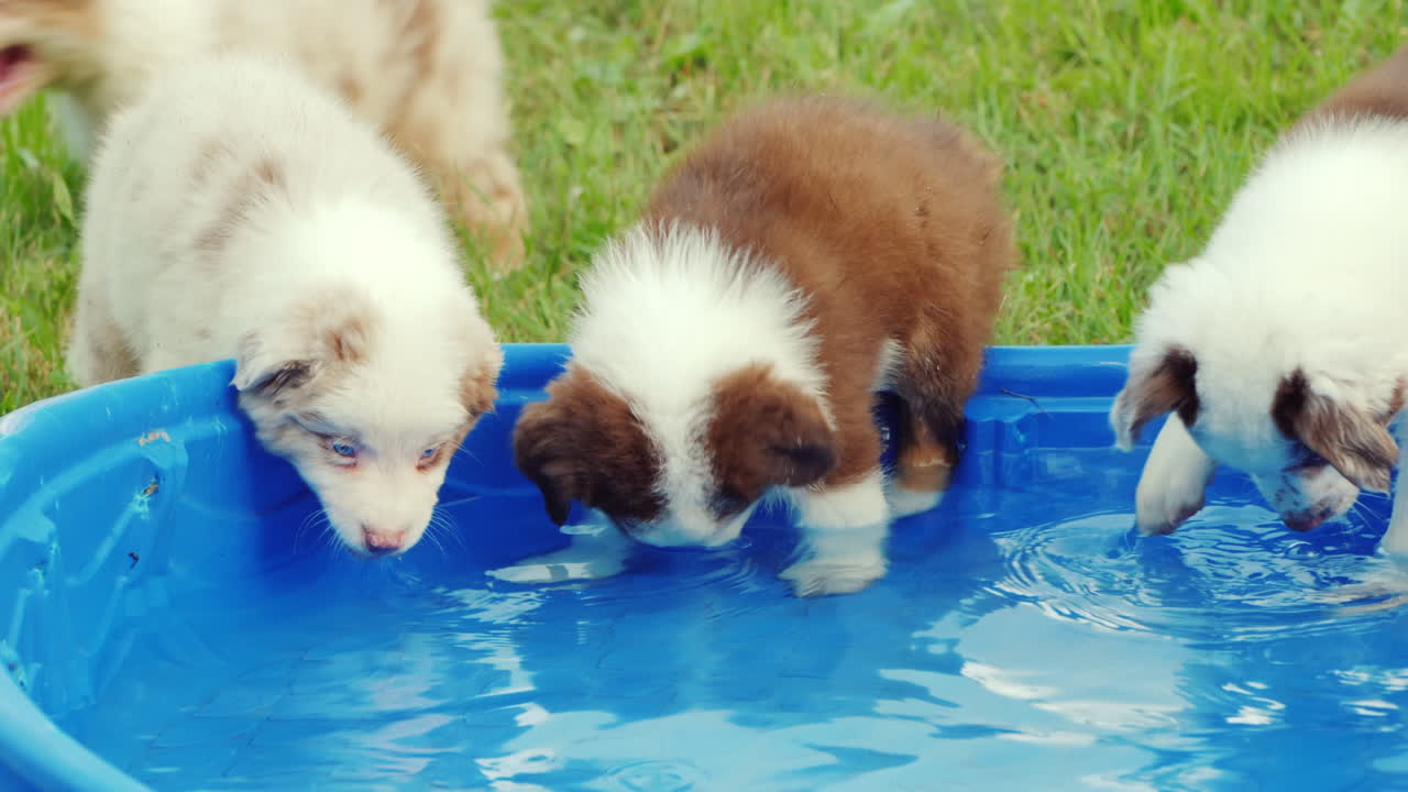 varios cachorros beben ansiosamente agua de una pequeña piscina en el patio trasero de la casa