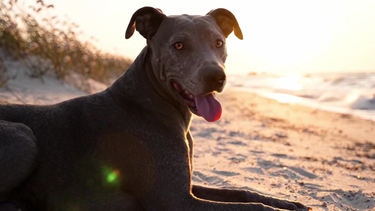 Gün Batımında Sahilde Dinlenen, Dalgalara ve Yumuşak Kumlara Karşı Altın Saatin Parıltısını Yakalayan, Doğanın Huzurunu Kucaklayan Görkemli Bir Köpek