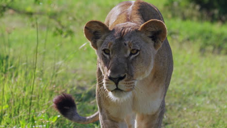leona acechando en la sabana de khwai en botswana
