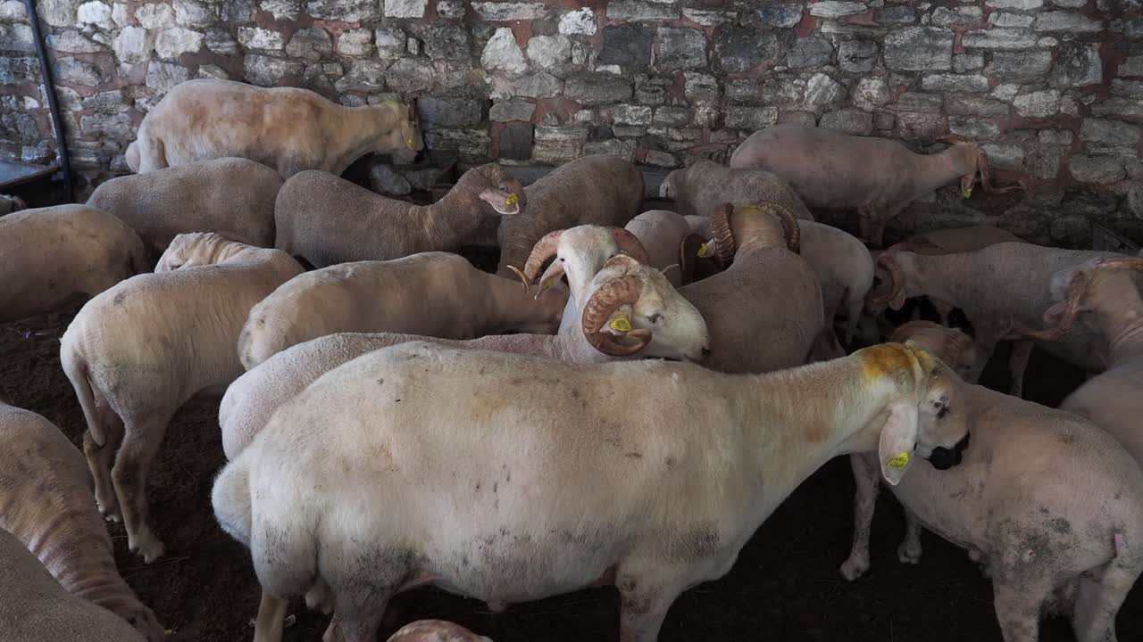 un gran rebaño de ovejas en un corral