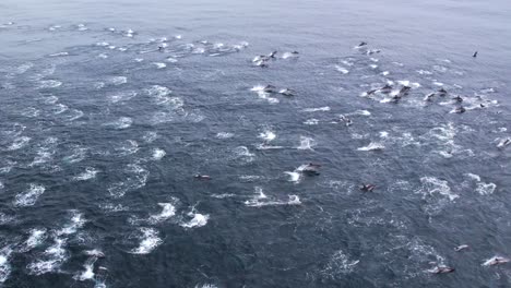 Rare-mega-pod-stampede-in-calm-waters-off-of-Dana-Point,-California