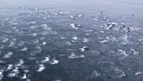 rara estampida de mega pod en aguas tranquilas frente a dana point, california