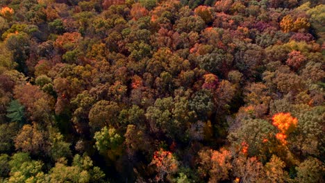 Bosque-Durante-La-Temporada-De-Follaje.-Revelación-Aérea-Inclinada-Hacia-Arriba