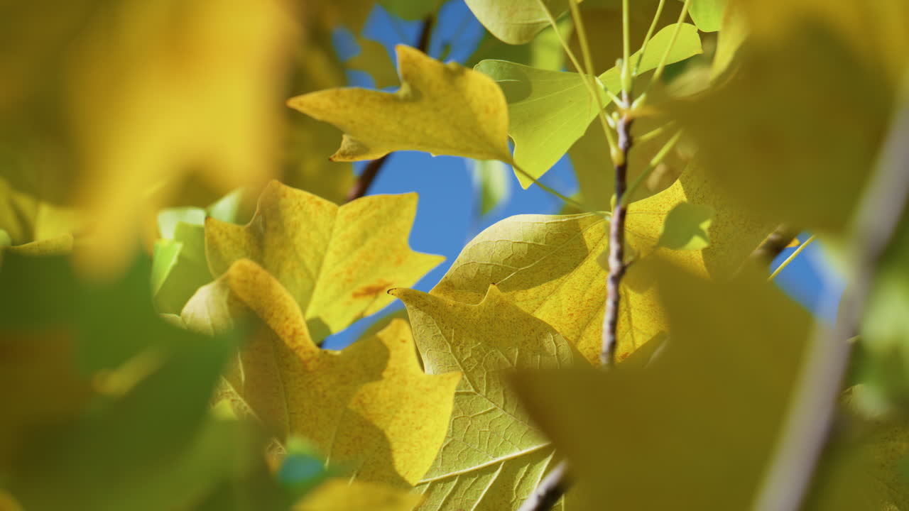 메이플 잎 흔들리는 바람 가을 날 가까이. 노란 잎사귀 매달린 가지.