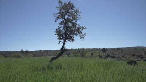 Young-Tree-On-The-Green-Meadow-Under-Clear-Blue-Sky