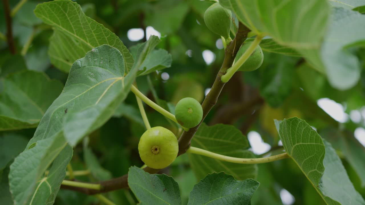árbol de higos verdes con un montón de árboles verdes exuberantes a su alrededor y otros higos en el fondo