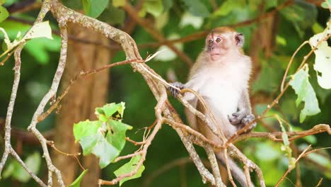 monkey perched on branches in lush forest