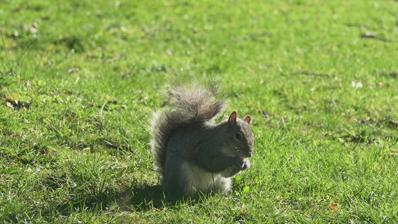 Gray Squirrel feeding on nuts food, in spring sunny day
