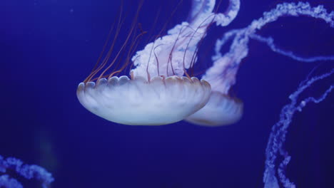 two beautiful jellyfish swim in blue water. 4k video