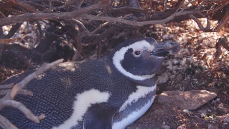 resting penguin looking at the camera as it rests near the entrance of its nesting hole at bahia bustamante