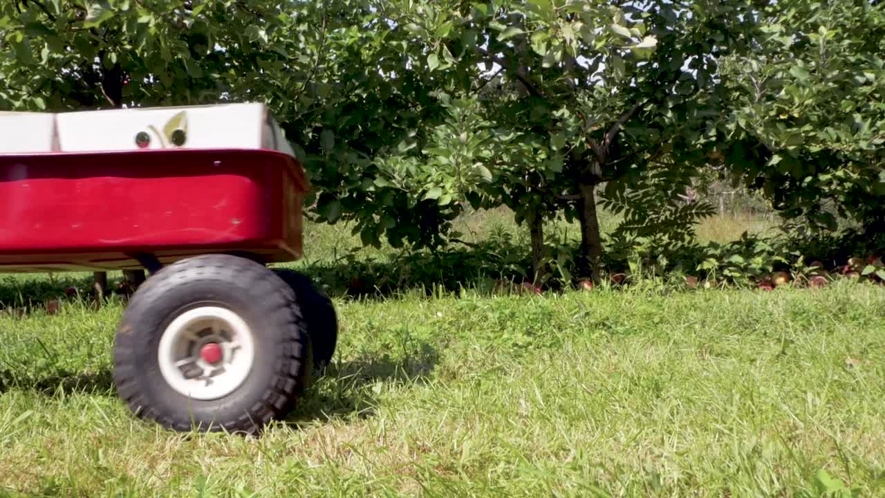 세련된 여성은 총을 통해 사과로 가득 찬 빨간 마차를 당긴다