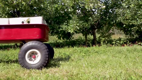 mujer de moda tira de un carro rojo lleno de manzanas a través del tiro