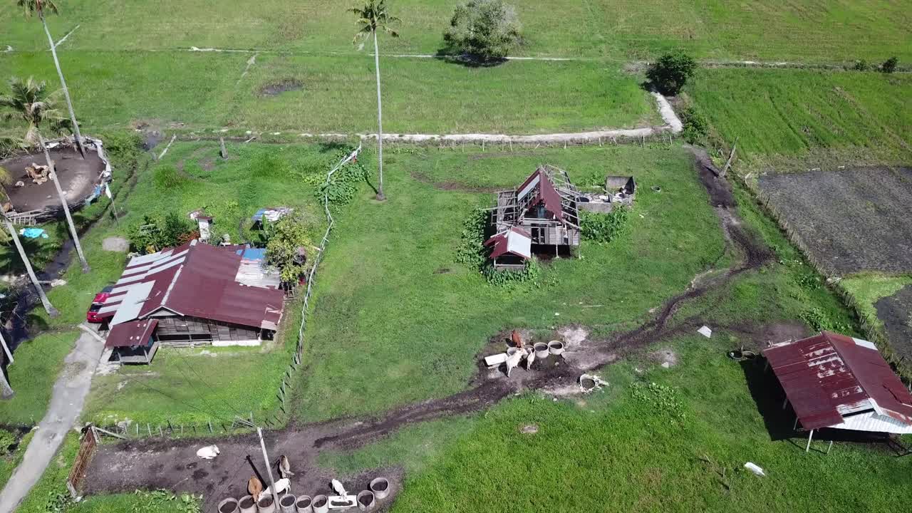 Fly over rural kampung house and cow barn near rural village.