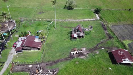 vuela sobre la casa rural de kampung y el establo de vacas cerca de la aldea rural.