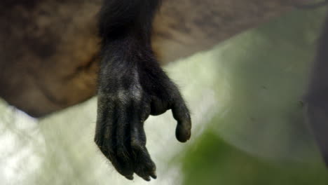 detail shot of a monkey's hand