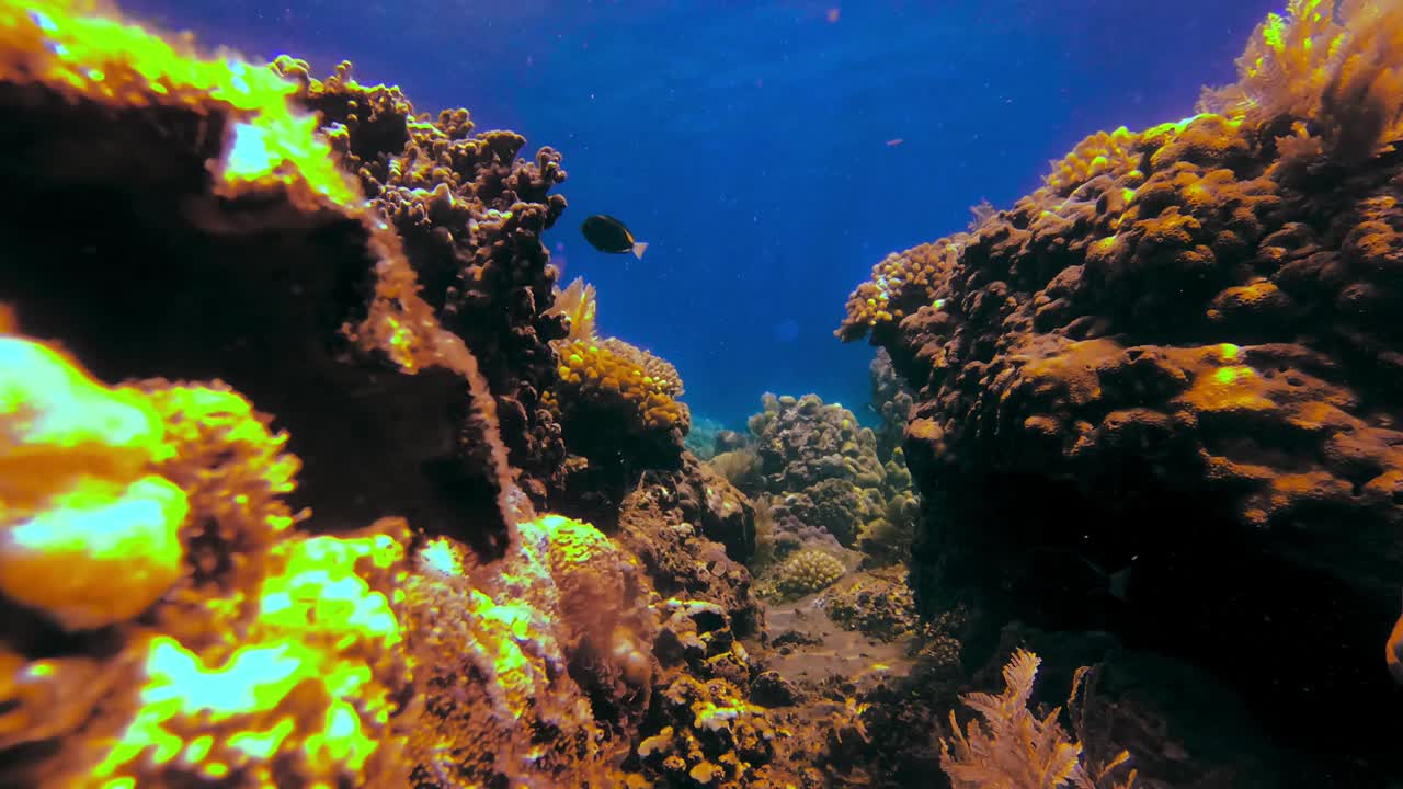 해조류가 부드럽게 흔들리는 열대 산호초의 작은 협곡의 정적인 수중 전망