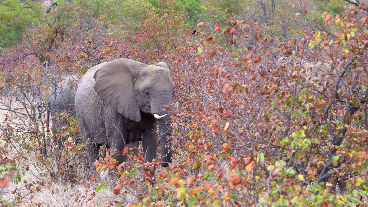 elefante africano parado en el bosque, hojas en colores otoñales