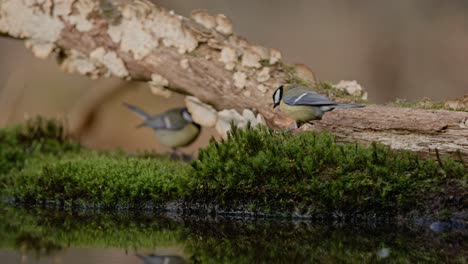 a pair of small birds foraging near water in a forest, captured in slow motion