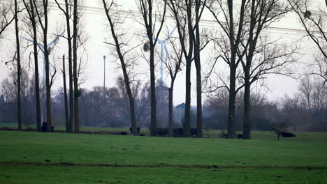 black angus cattle herd sitting in countryside field, with wind turbines behind