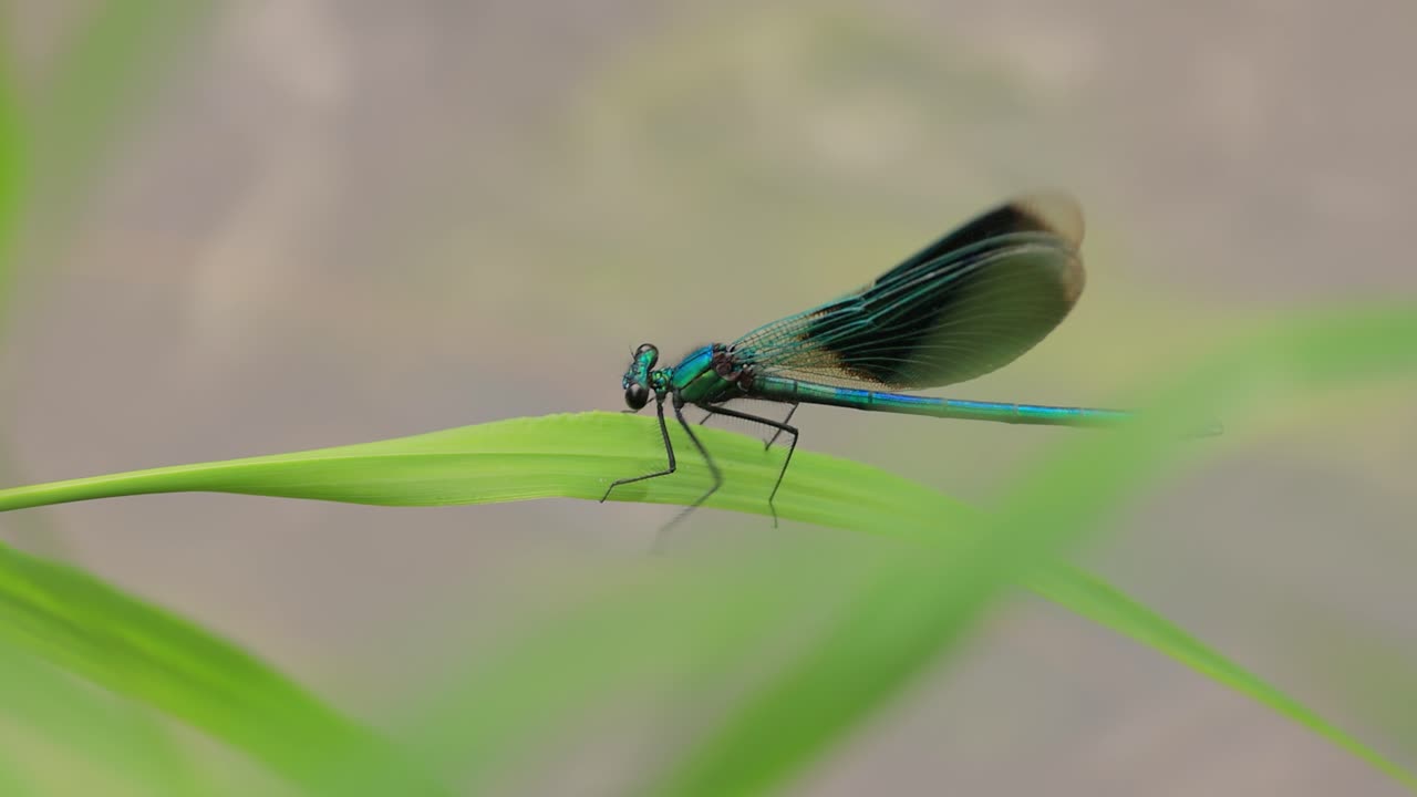 아름다운 데모이젤 (calopteryx virgo) 은 calopterygidae과에 속하는 유럽의 데모이젤이다. 그것은 종종 가장 집에 있는 빠른 물을 따라 발견된다.