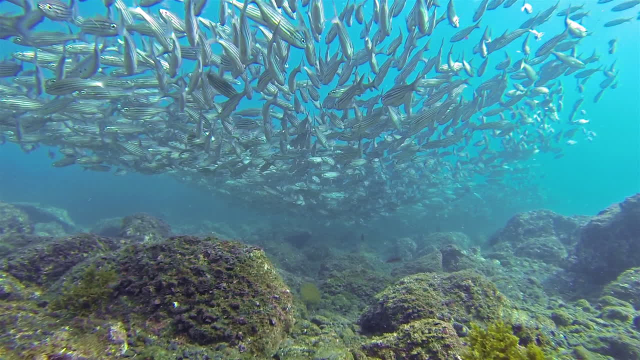 산호초 주위를 헤엄치는 아름다운 물고기의 수중 촬영