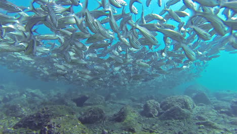 Toma-Subacuática-De-Hermosos-Peces-Nadando-Alrededor-De-Un-Arrecife-De-Coral