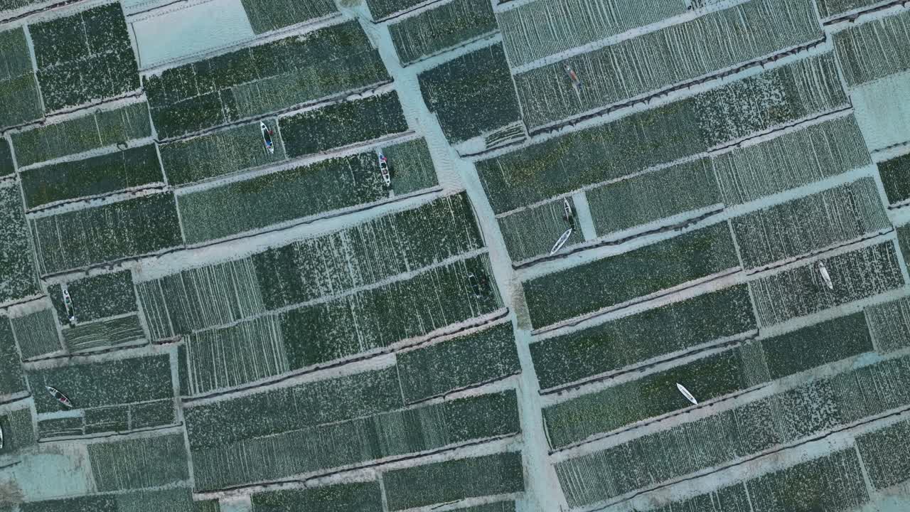 Aerial top down view of seaweed farm cultivation in nusa lembongan