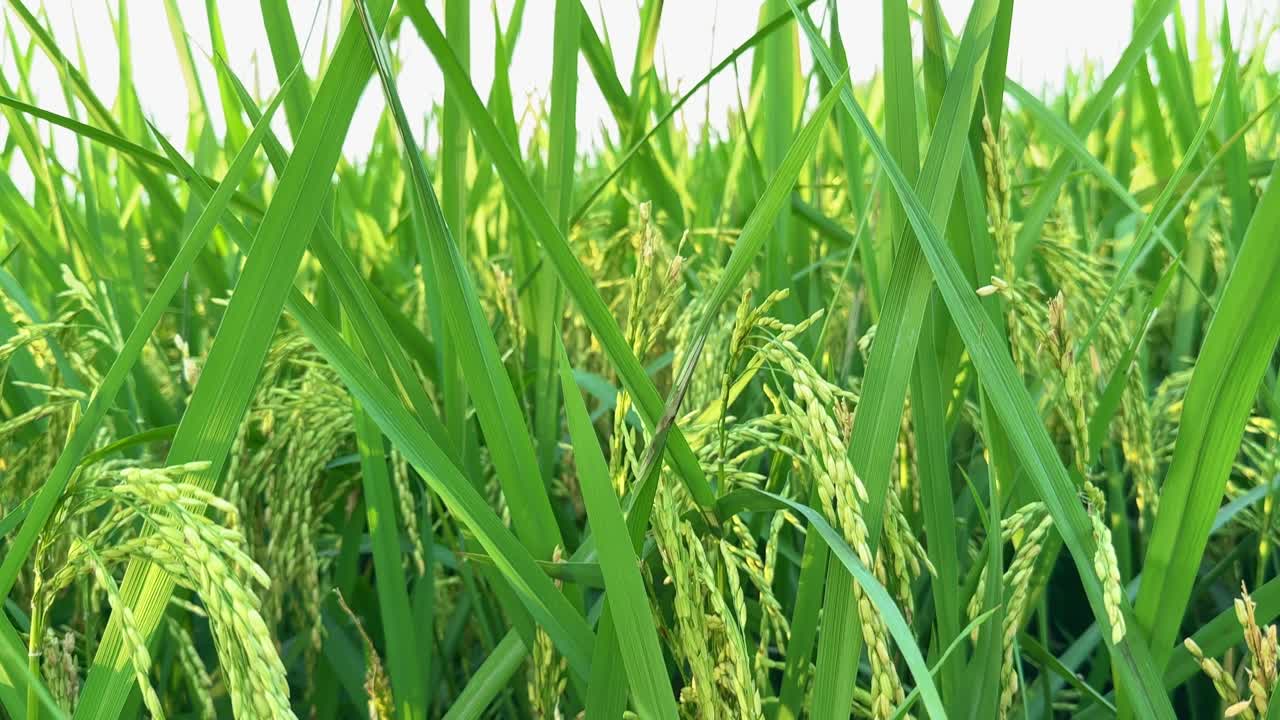A slow jib-up shot revealing ripening paddy stalks glowing in natural light, transitioning from close grains to a wider view of lush green field symbolizing growth and rural abundance