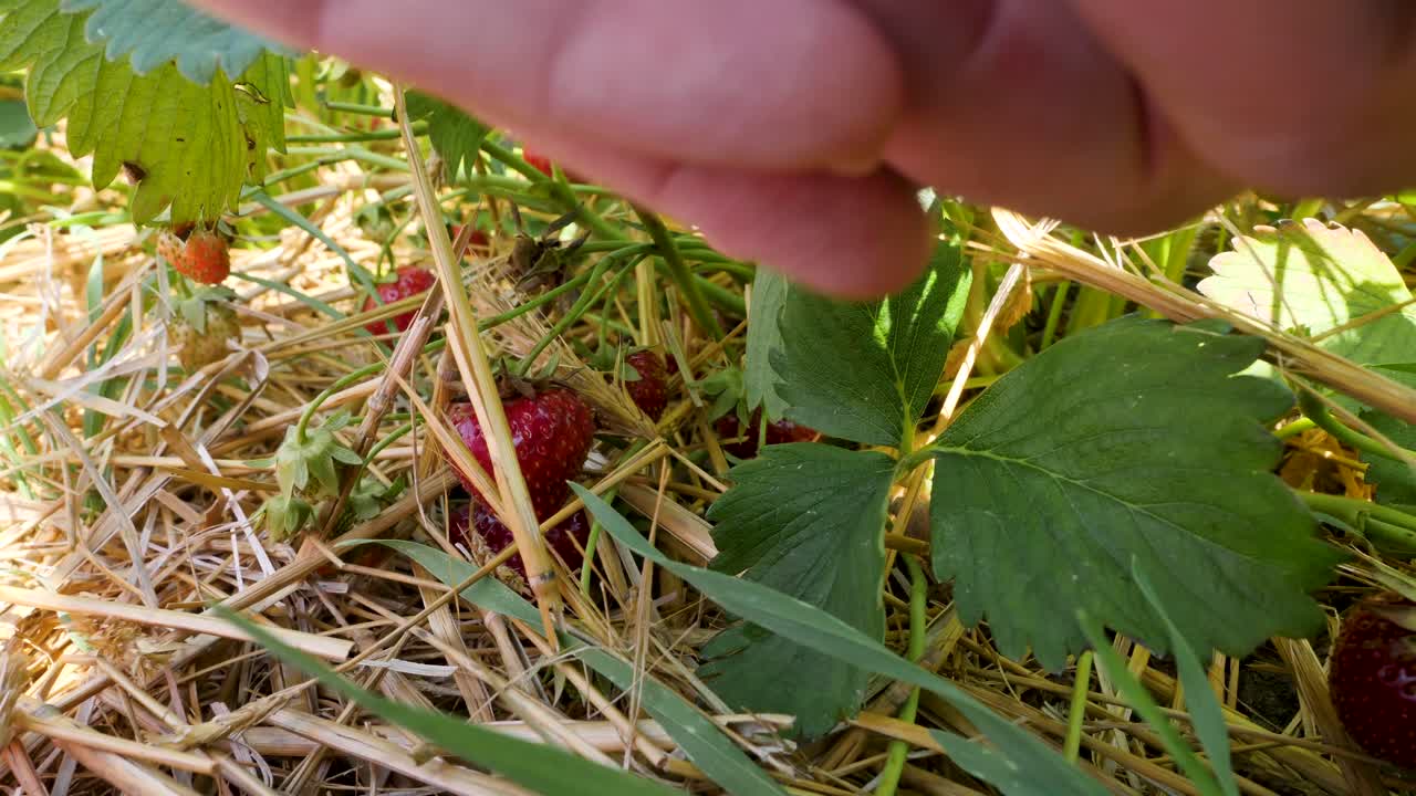 딸기 밭에서 신선하고 익은 과일을 따는 사람의 클로즈업
