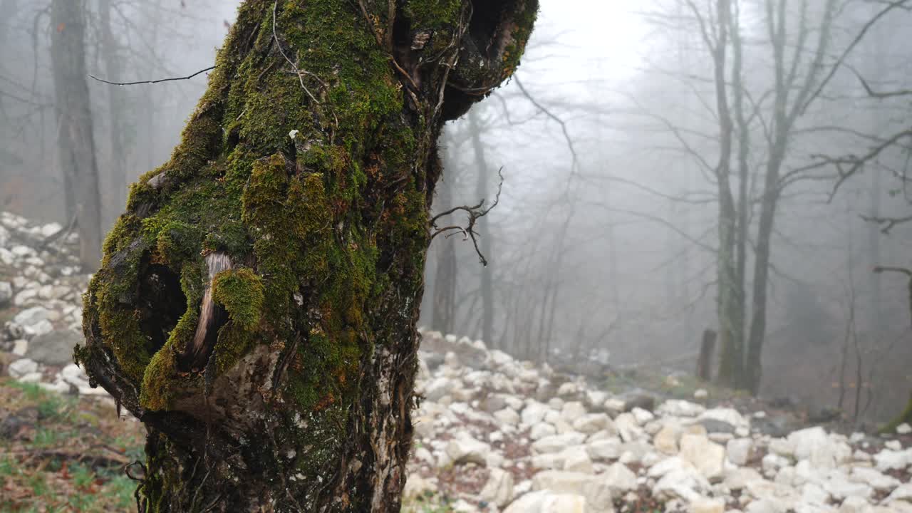 bosque de niebla con tronco de árbol de musgo