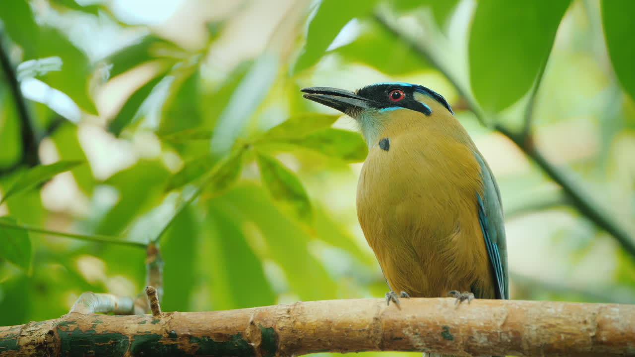 Motmot capoblu, natura selvaggia con animale nella foresta
