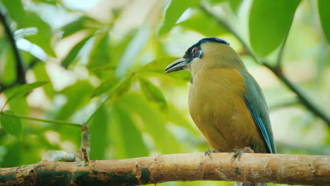 Blau-Gekröntes-Motmot-Wilde-Natur-Mit-Tier-Im-Naturwald