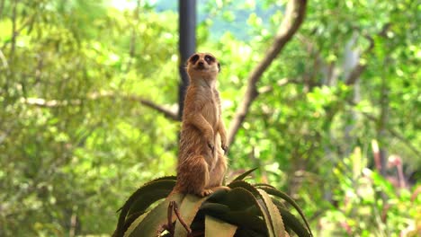 High-alert-meerkat,-suricata-suricatta-on-the-lookout,-standing-on-its-hind-legs,-guarding-the-environment-while-the-rest-of-mob-foraging-for-food,-close-up-shot