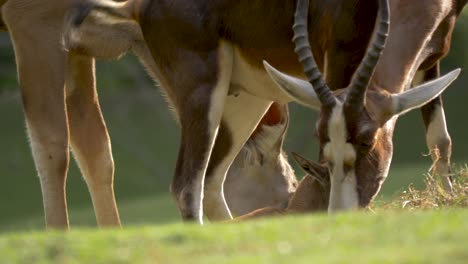 Beautiful-shot-of-a-Nyala-Grazing-family-on-a-green-meadow