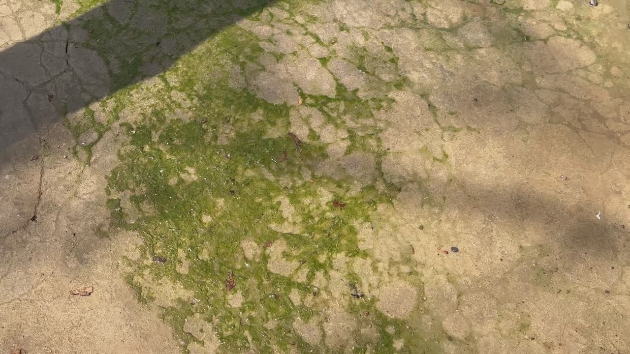 Green Mossy and wet pavement, it become's slippery surface because of living organisms like algae or lichen