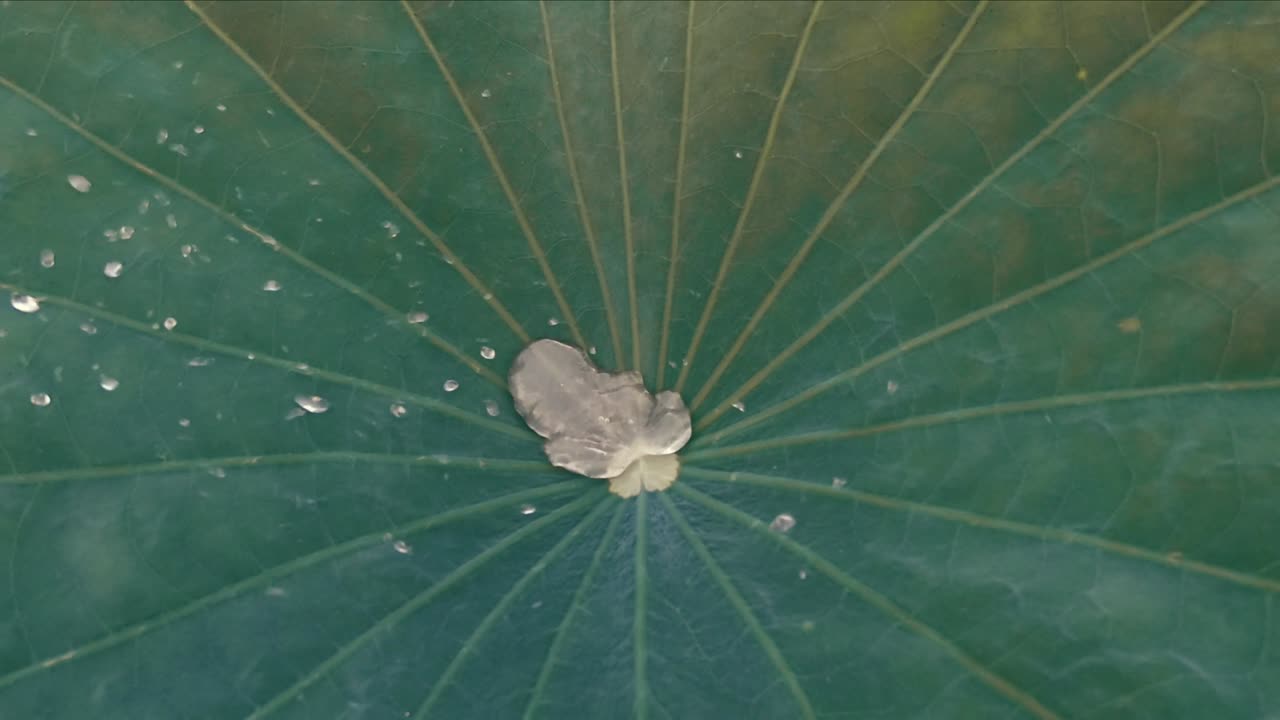 gota de agua en cámara lenta en la hoja de loto