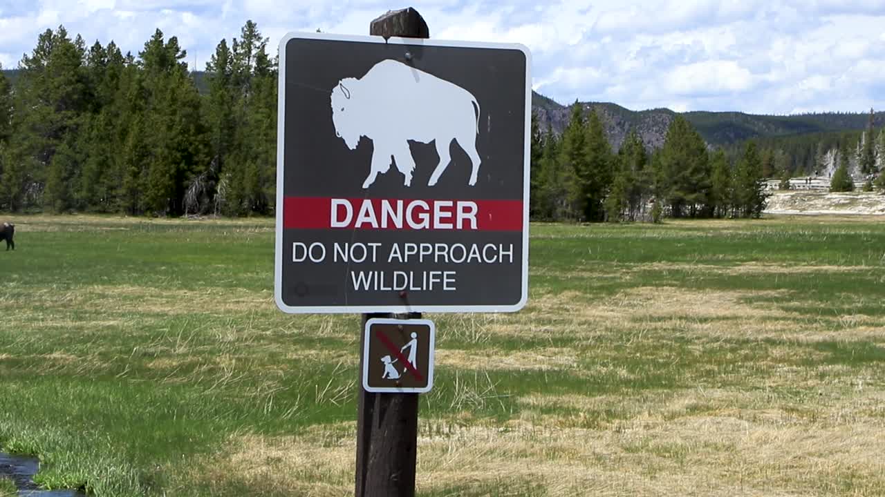 Video of a buffalo warning sign with a nearby buffalo in the background