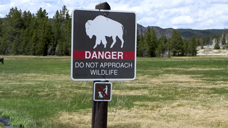 video of a buffalo warning sign with a nearby buffalo in the background