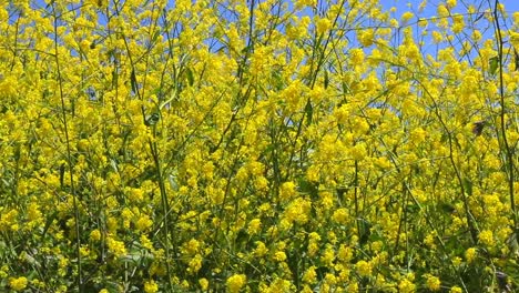 1080HD,-24p,-Yellow-wild-flowers-sway-gentle-in-the-summer-breeze